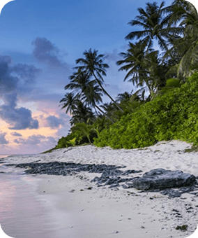 Tropical beach with palm trees